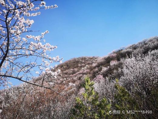 北京赏桃花