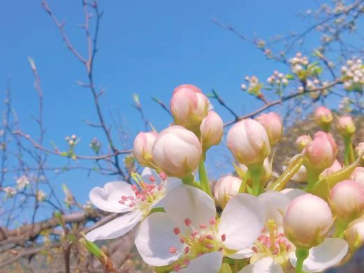 梨花谷风景区