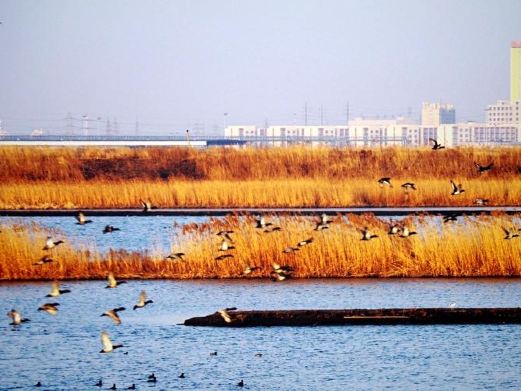 鸭绿江湿地