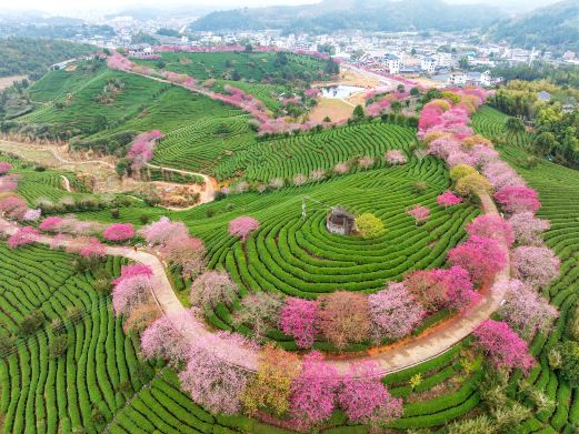 永福台品樱花茶园