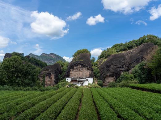 武夷山品茶