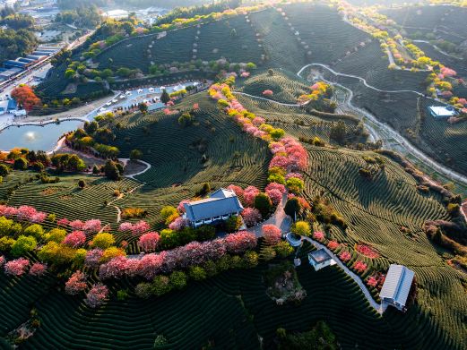 龙岩赏樱花