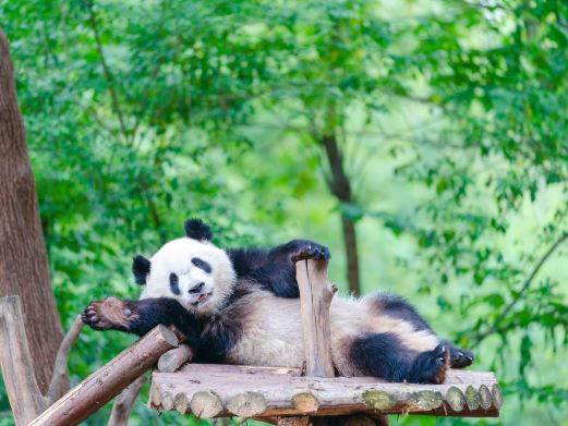 成都大熊猫繁育研究基地