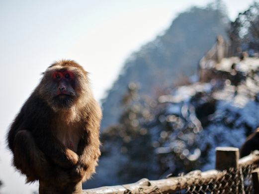 峨眉山生态猴区