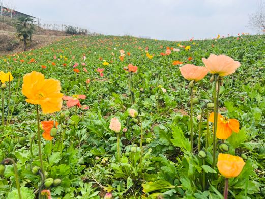 巴山花海