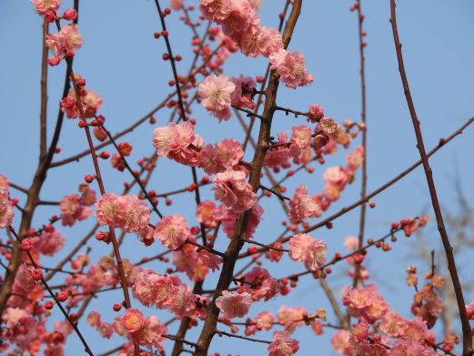 桌山花栖谷