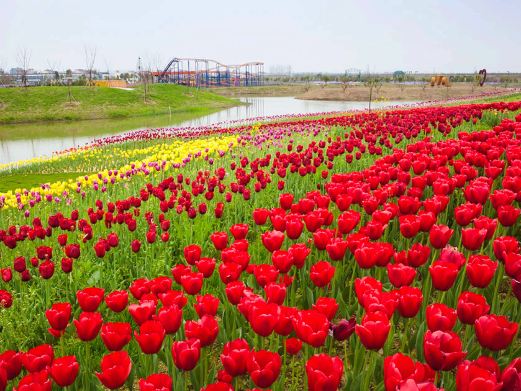 沔州百万花海风景区