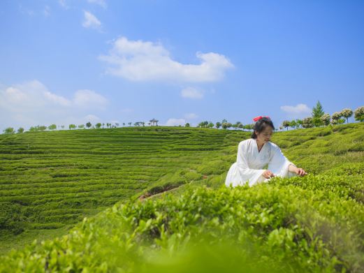 云峰山万亩茶园景区