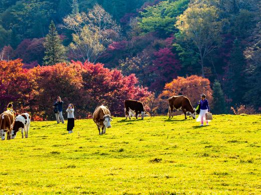 长白山溪谷景区