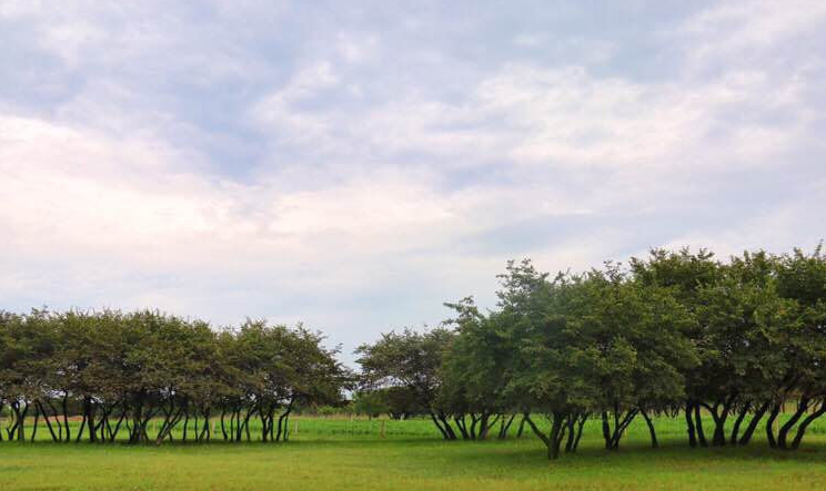 兴隆山黄榆景区