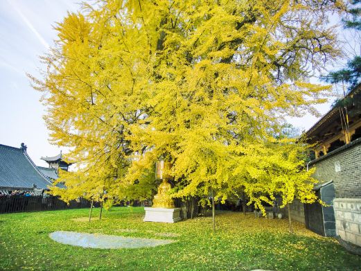 古观音禅寺