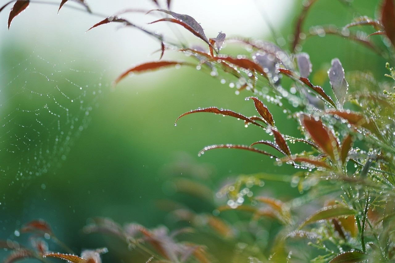 雨前椿芽