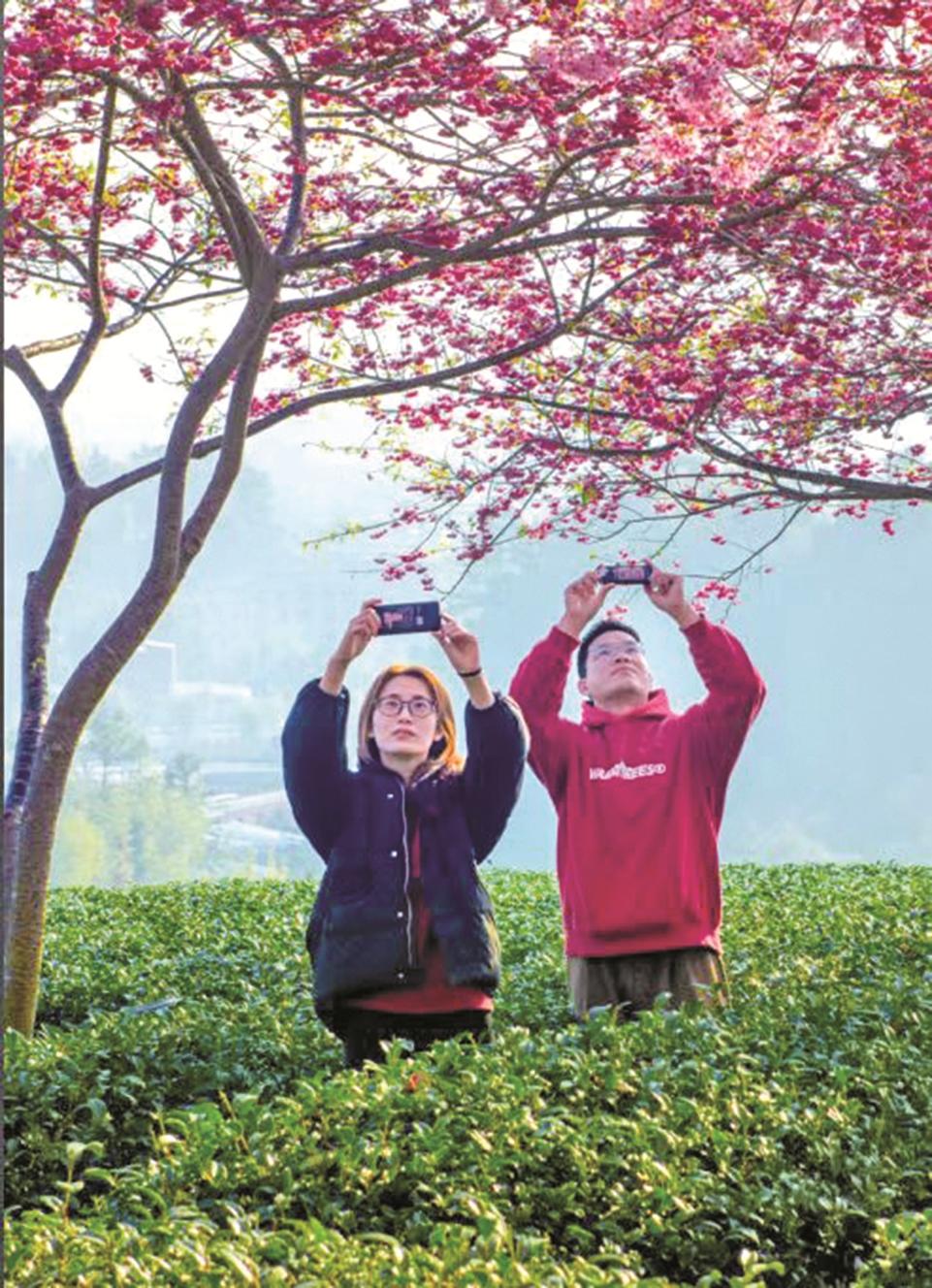 “樱”你而来 花好常开