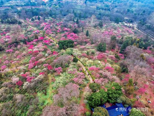 南京赏梅花